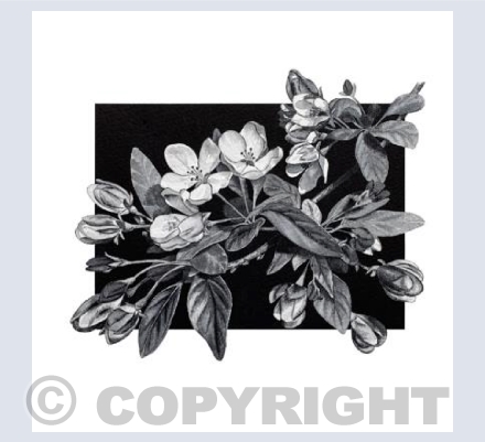 Cherry Tree Flowers