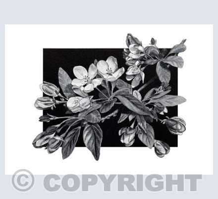 Cherry Tree Flowers