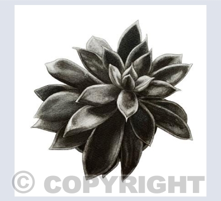 Succulent 3