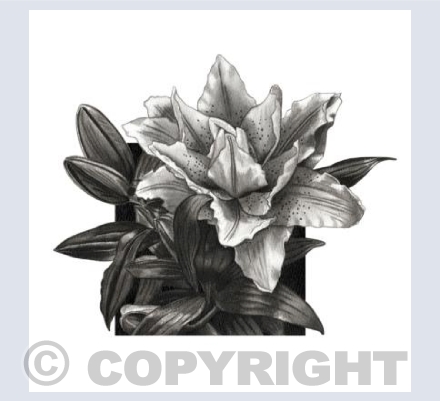 Lily2