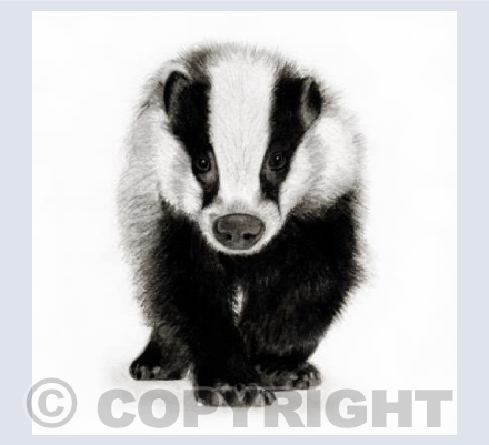 Baby Badger