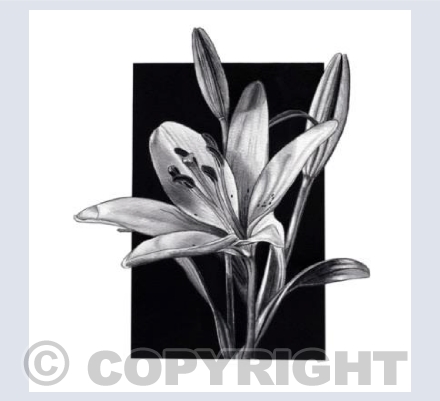 Lily