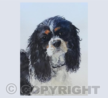 King Charles Spaniel