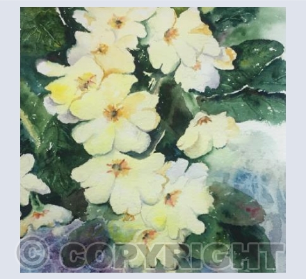Primroses