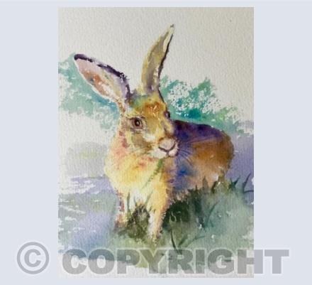 Summer hare