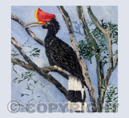 Rhinoceros Hornbill, Sabah (from a Photo by Tim Hawkes)