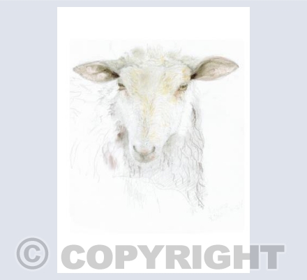 'Maurice Charolais x'