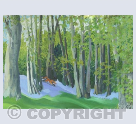 Clychau'r gog - Bluebell time in Coed y Hebog