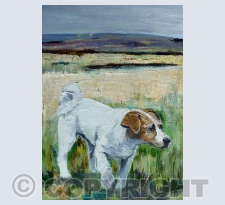 Tess on the hills above Llanarmon Dyffryn Ceiriog