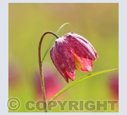 Snakeshead fritillary