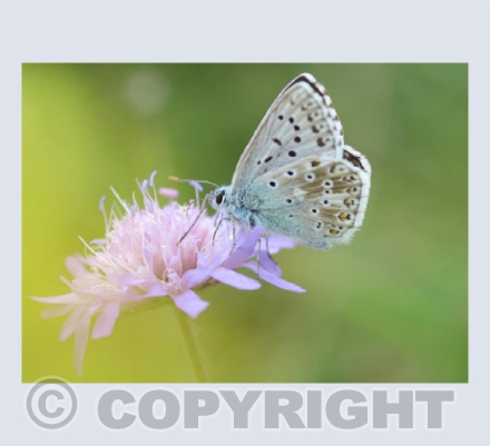 Chalk hill blue butterfly (Polyommatus coridon)