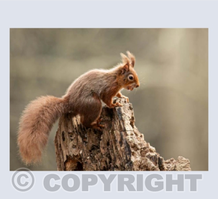 Red squirrel, Brownsea Island