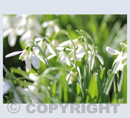 Snowdrops