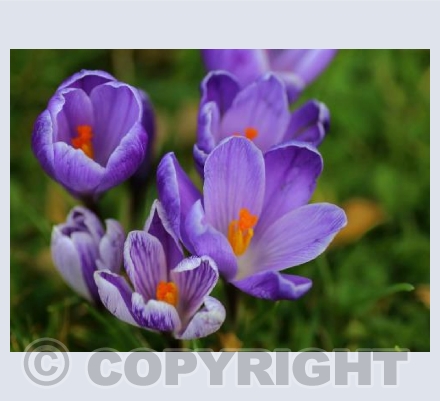Spring in purple