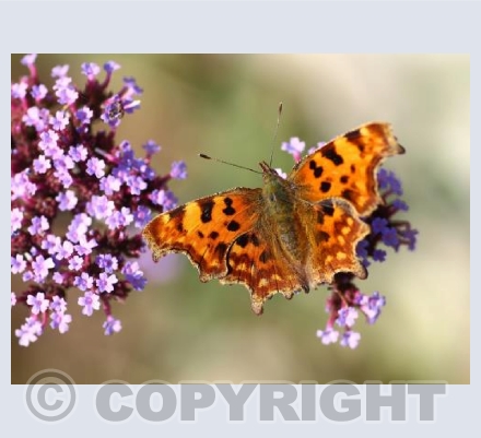 Comma butterfly