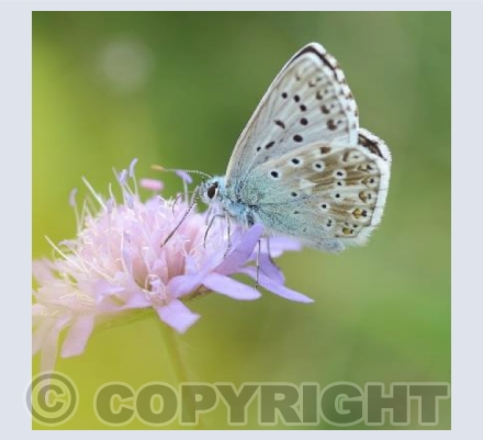 Chalk Hill Blue Butterfly