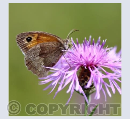 Meadow brown butterfly