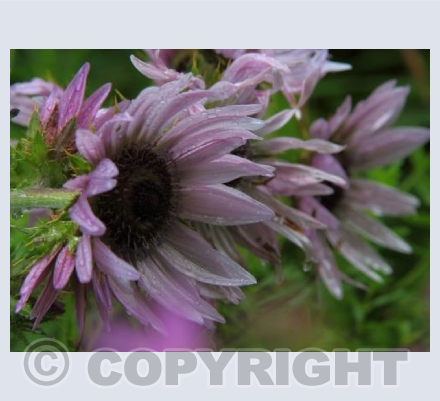 Purple flora