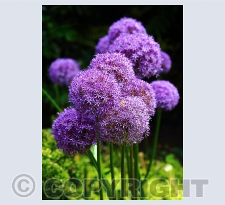 Purple Alliums