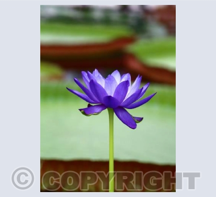 Blue Lotus