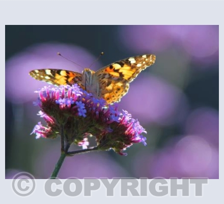 Painted Lady Butterfly (Vanessa cardui)