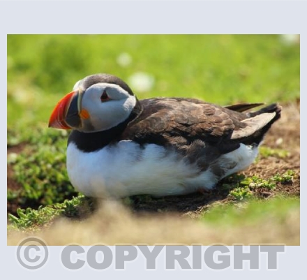Puffin