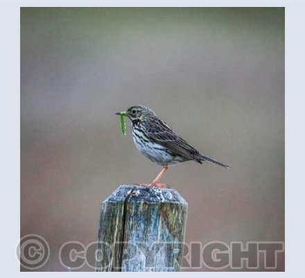 RTSW027 (Moorland breakfast)