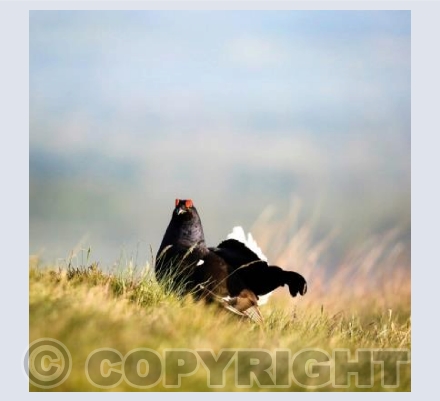 RTSW011 (Black grouse)