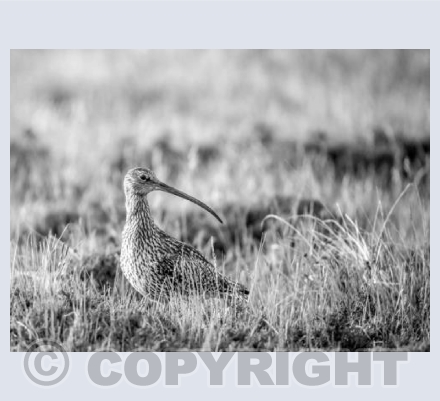 RTSW020  (Contrast Curlew)