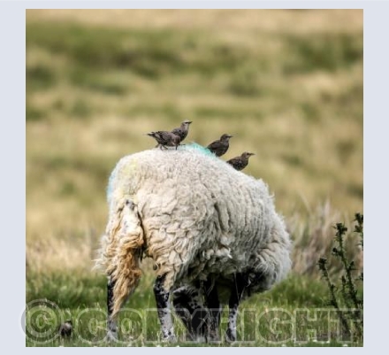 RTSW037 (The Swaledale and Starlings)