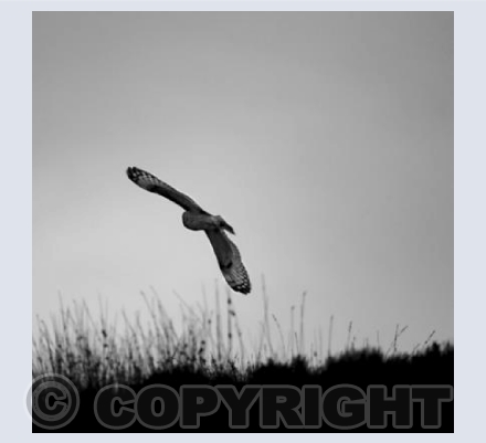 RTSW044 (Short Eared Owl)