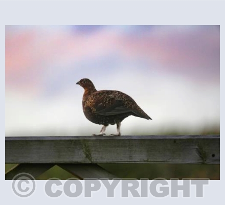 RTSW043 (Red Grouse Dusk)