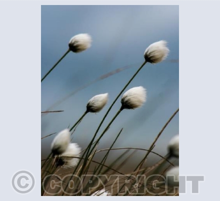 RTSCU001 (Cotton Grass)