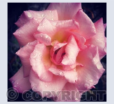 RTSCU011 (Rose)