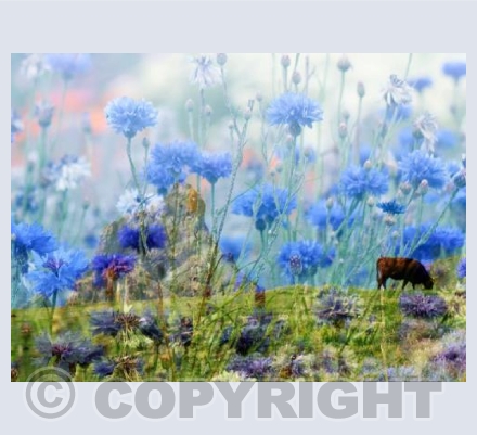 RTSO004 (Cornish Corn)