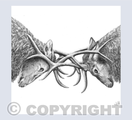 Stags - Determination