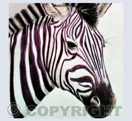 Zebra called Zebedee