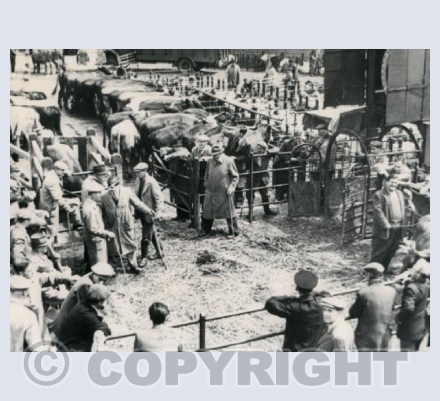 First cattle market in the Romeland after WW2