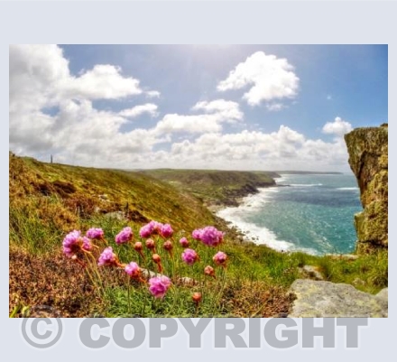 Thrift at Carn Gloose (landscape)
