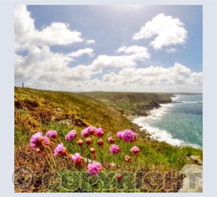 Thrift at Carn Gloose (square)