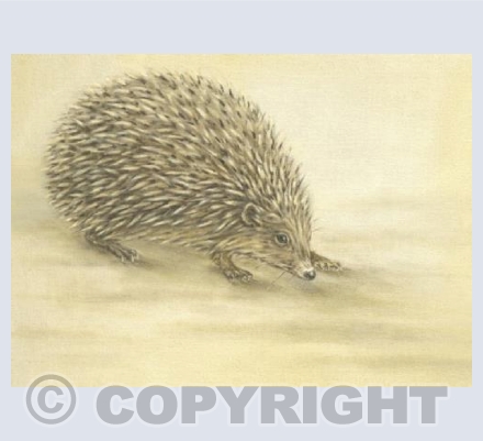 Hedgehog