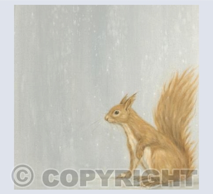 Red Squirrel
