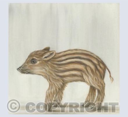 Boar Piglet
