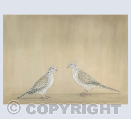 Collared Doves