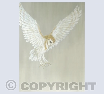 Hunting Barn Owl