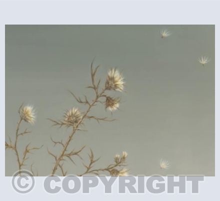 Thistle
