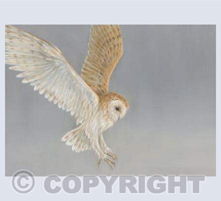 Barn Owl Landing