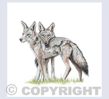Coyotes