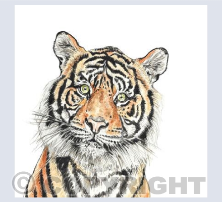 Curious Tiger