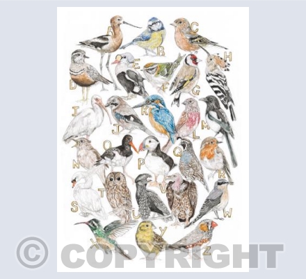 Bird Alphabet